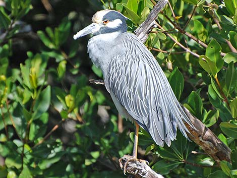 Yellow-crowned Night-Heron (Nyctanassa violacea)