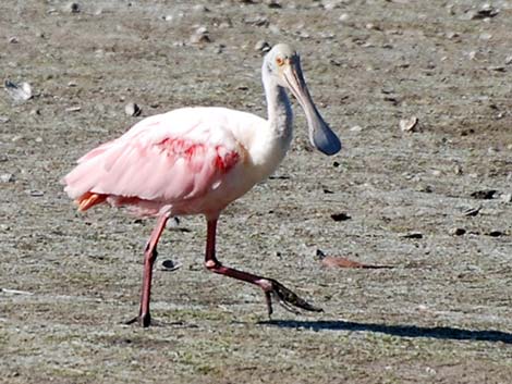 Roseate Spoonbill (Platalea ajaja)