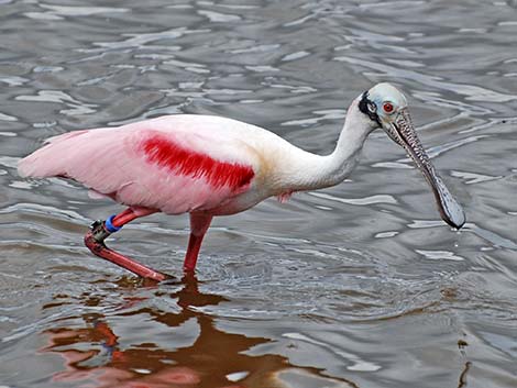 Roseate Spoonbill (Platalea ajaja)