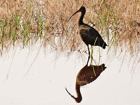 White-faced Ibis (Plegadis chihi)