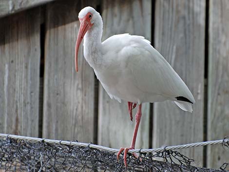 White Ibis (Eudocimus albus)