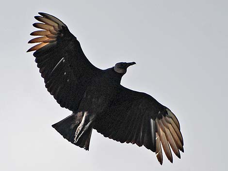 Black Vulture (Coragyps atratus)