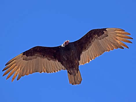 Turkey Vulture (Cathartes aura)