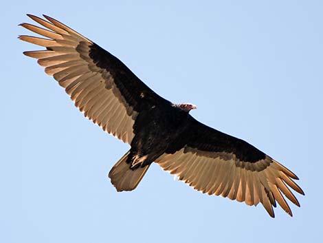 Turkey Vulture (Cathartes aura)