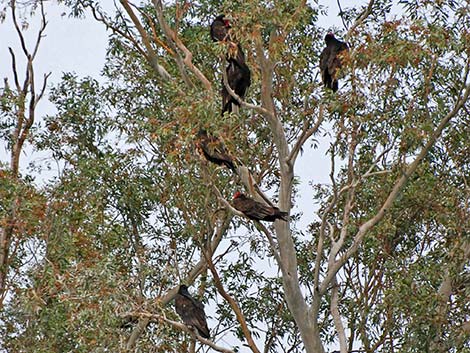 Turkey Vulture (Cathartes aura)