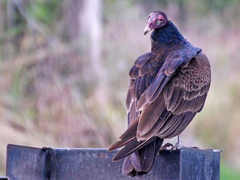 Turkey Vulture (Cathartes aura)