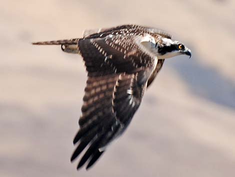 Osprey (Pandion haliaetus)