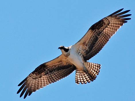 Osprey (Pandion haliaetus)