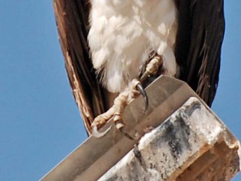 Osprey (Pandion haliaetus)