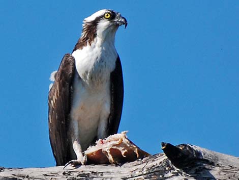 Osprey (Pandion haliaetus)