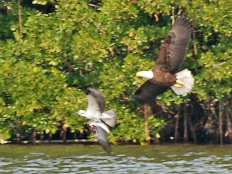 Osprey (Pandion haliaetus)