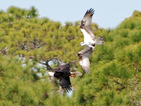 Osprey (Pandion haliaetus)