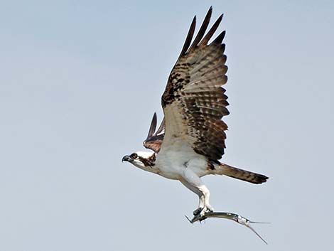 Osprey (Pandion haliaetus)