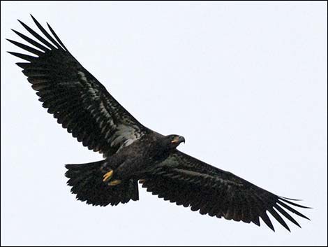 Bald Eagle (Haliaeetus leucocephalus)