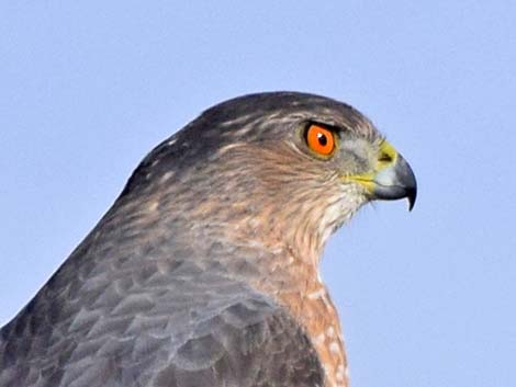 Cooper’s Hawk (Accipiter cooperii)