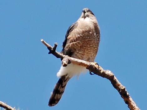 Cooper’s Hawk (Accipiter cooperii)