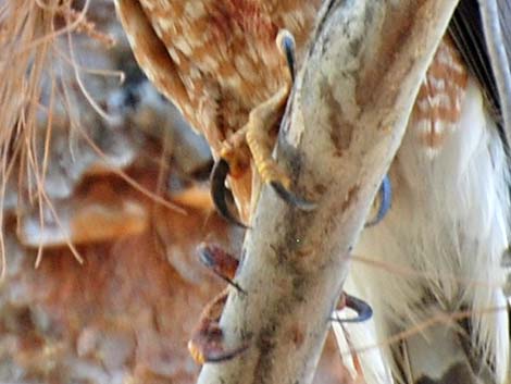 Cooper’s Hawk (Accipiter cooperii)