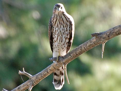 Cooper’s Hawk (Accipiter cooperii)