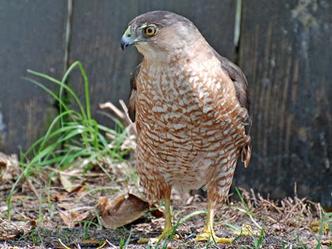 Cooper’s Hawk (Accipiter cooperii)