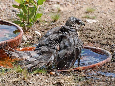 Cooper’s Hawk (Accipiter cooperii)