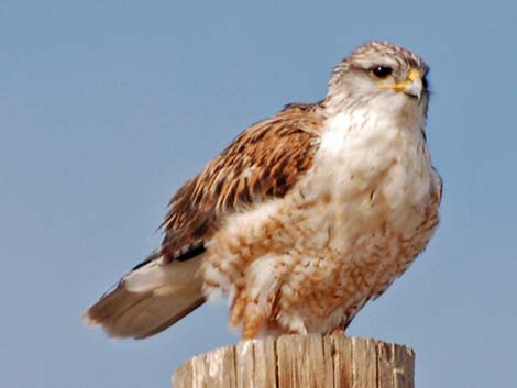 Ferruginous Hawk (Buteo regalis)