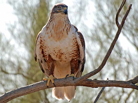 Ferruginous Hawk (Buteo regalis)