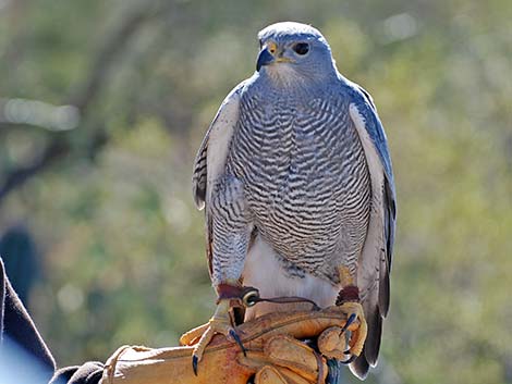 Gray Hawk (Buteo nitidus)