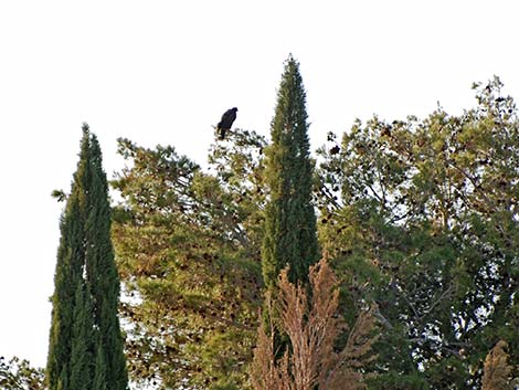 Harris' Hawk (Parabuteo unicinctus)