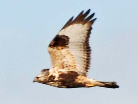 Rough-legged Hawk (Buteo lagopus)