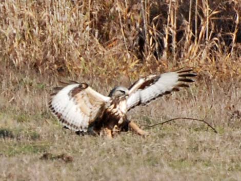 Rough-legged Hawk (Buteo lagopus)