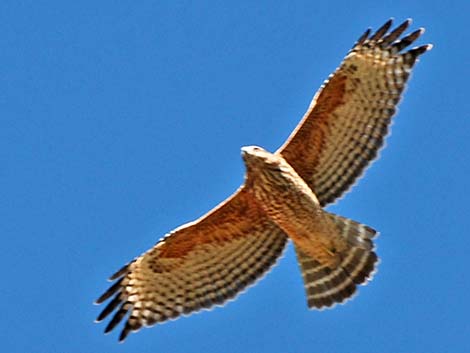 Red-shouldered Hawk (Buteo lineatus)