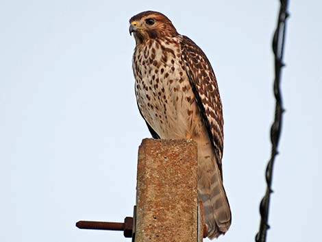 Red-shouldered Hawk (Buteo lineatus)