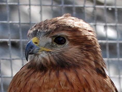 Red-shouldered Hawk (Buteo lineatus)