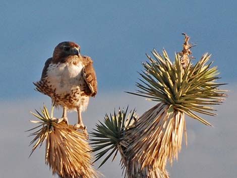 Red-tailed Hawk (Buteo jamaicensis)