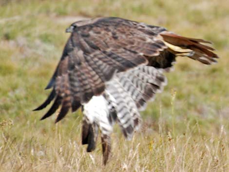 Red-tailed Hawk (Buteo jamaicensis)