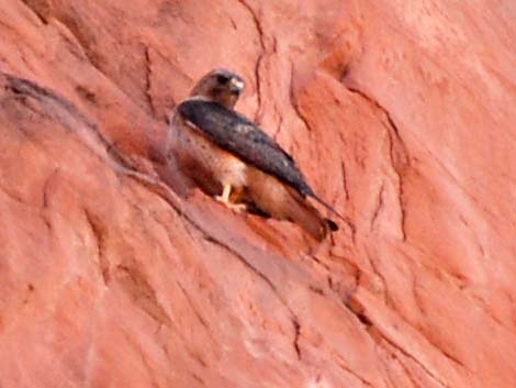 Red-tailed Hawk (Buteo jamaicensis)