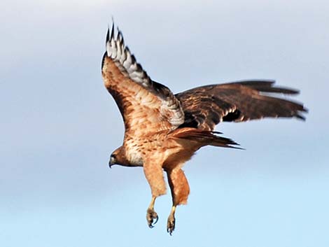 Red-tailed Hawk (Buteo jamaicensis)