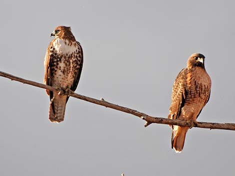 Red-tailed Hawk (Buteo jamaicensis)