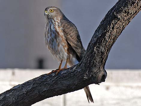 Sharp-shinned Hawk (Accipiter striatus)