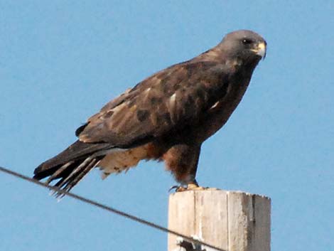 Swainson's Hawk (Buteo swainsoni)