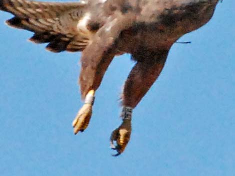 Swainson's Hawk (Buteo swainsoni)