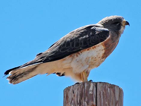 Swainson's Hawk (Buteo swainsoni)