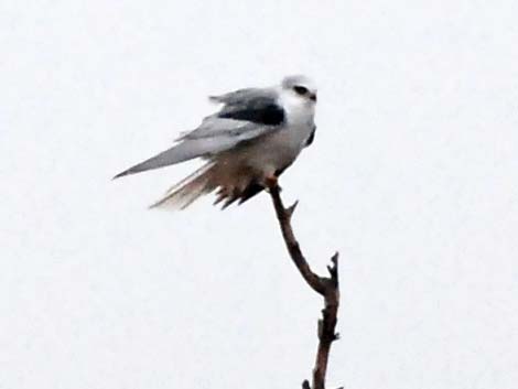 White-tailed Kite (Elanus leucurus)