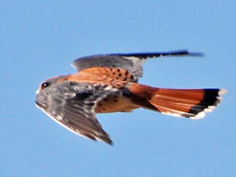 American Kestrel (Falco sparverius)