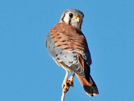 American Kestrel (Falco sparverius)