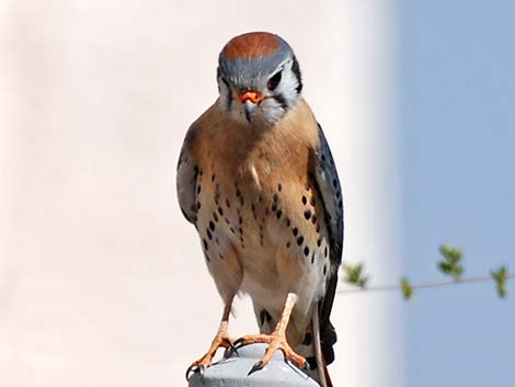 American Kestrel (Falco sparverius)