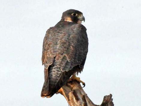 Peregrine Falcon (Falco peregrinus)