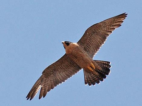 Peregrine Falcon (Falco peregrinus)