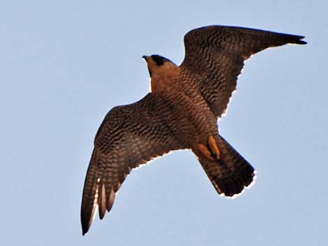 Peregrine Falcon (Falco peregrinus)