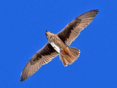 Prairie Falcons (Falco mexicanus)